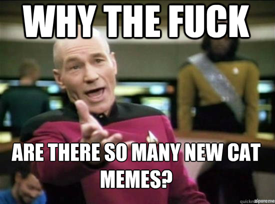 Why the fuck Are there so many new cat memes?  Annoyed Picard HD