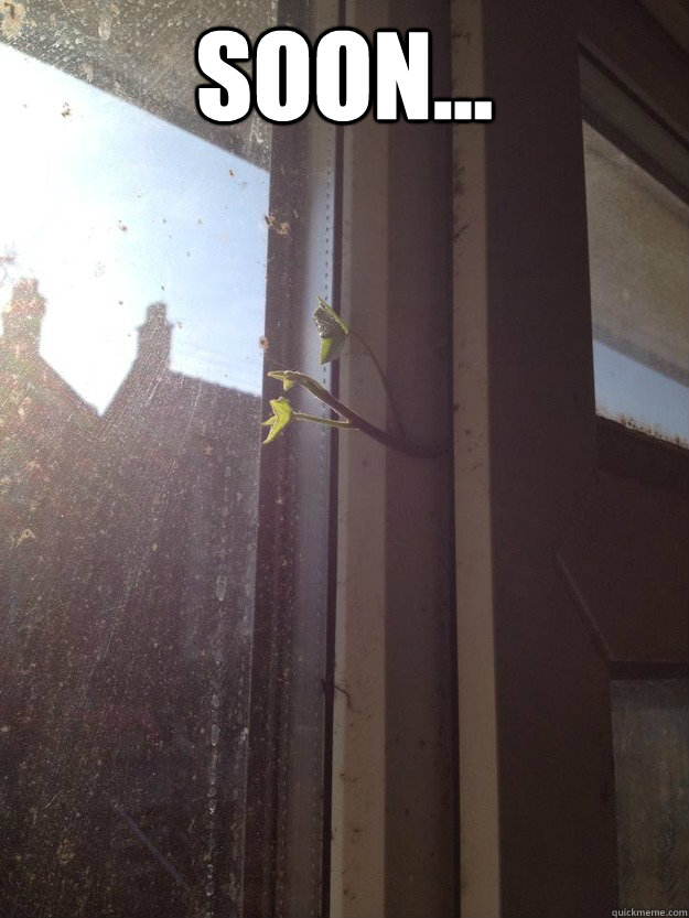 SOON...  - SOON...   TRIFFID!