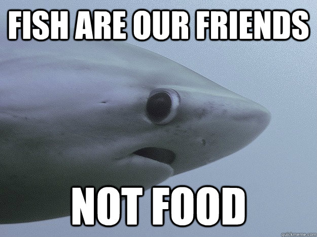 Fish are our friends not food  Shy Shark