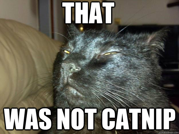 that was not catnip - that was not catnip  10 cat