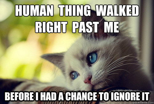 human  thing  walked  right  past  me before i had a chance to ignore it - human  thing  walked  right  past  me before i had a chance to ignore it  First World Problems Cat