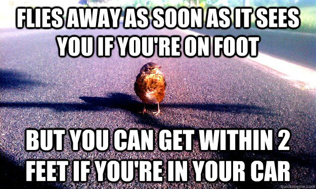 flies away as soon as it sees you if you're on foot but you can get within 2 feet if you're in your car - flies away as soon as it sees you if you're on foot but you can get within 2 feet if you're in your car  scumbag bird