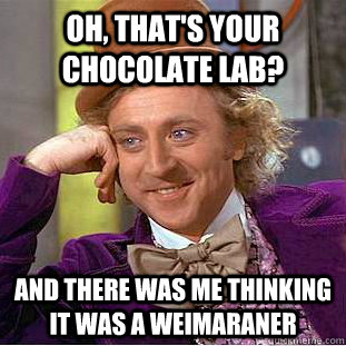 oh, that's your chocolate lab? and there was me thinking it was a weimaraner  Condescending Wonka