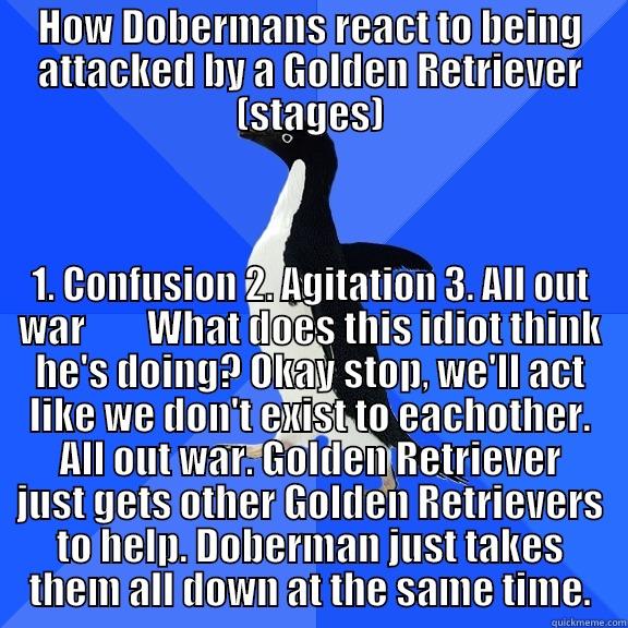 HOW DOBERMANS REACT TO BEING ATTACKED BY A GOLDEN RETRIEVER (STAGES) 1. CONFUSION 2. AGITATION 3. ALL OUT WAR        WHAT DOES THIS IDIOT THINK HE'S DOING? OKAY STOP, WE'LL ACT LIKE WE DON'T EXIST TO EACHOTHER. ALL OUT WAR. GOLDEN RETRIEVER JUST GETS OTHER GOLDEN RETRIEVERS TO HELP. DOBERMAN JUST TAKES THEM ALL DOWN AT THE Socially Awkward Penguin
