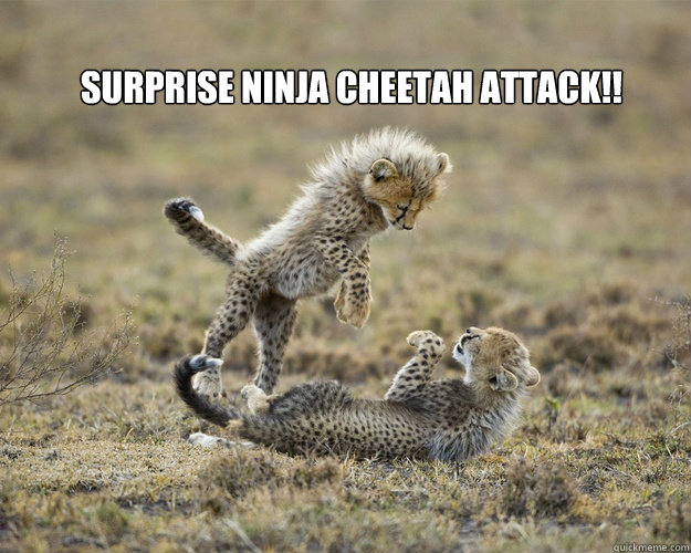 SURPRISE NINJA CHEETAH ATTACK!! - SURPRISE NINJA CHEETAH ATTACK!!  Surprise Ninja Cheetah Kitty attack