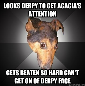 Looks derpy to get Acacia's attention gets beaten so hard can't get on of derpy face  Depression Dog