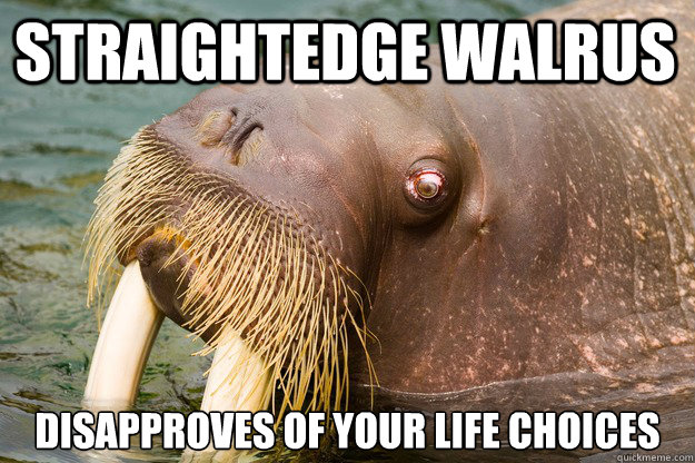 Straightedge walrus DISAPPROVES OF YOUR LIFE CHOICES  