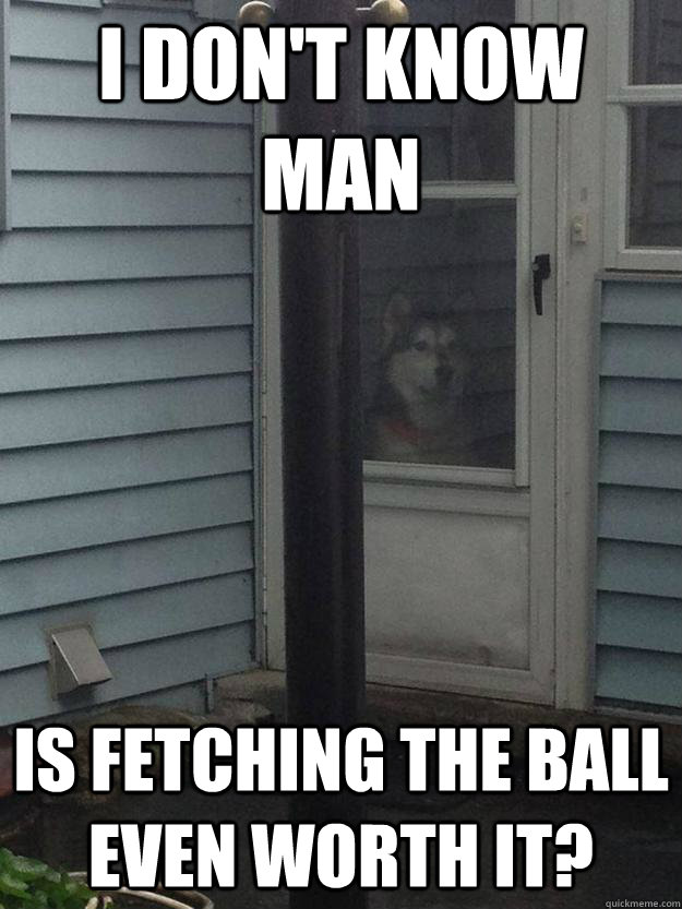 I don't know man Is fetching the ball even worth it?  Sad confused husky