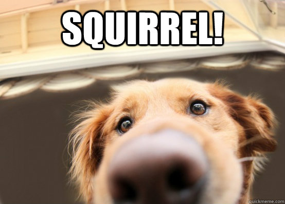 Squirrel!  - Squirrel!   Dug the Dog