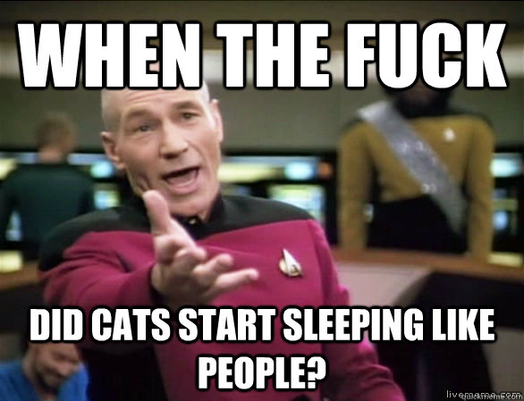 when the fuck did cats start sleeping like people? - when the fuck did cats start sleeping like people?  Annoyed Picard HD