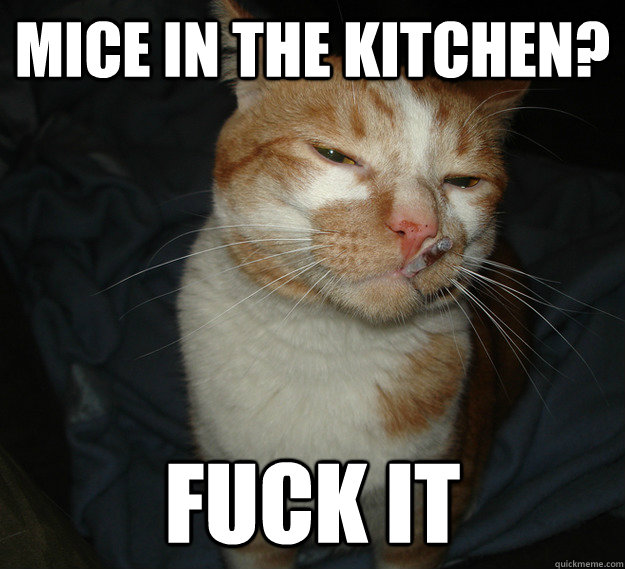 Mice in the kitchen? Fuck it  Cool Cat Craig