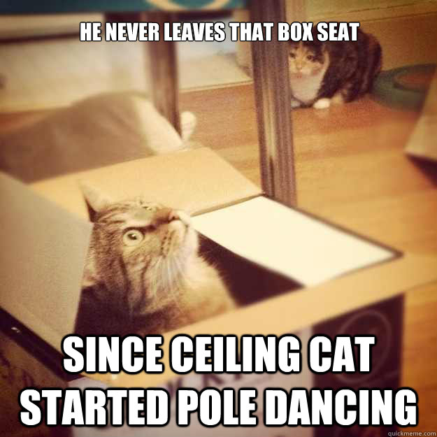 He never leaves that box seat since ceiling cat started pole dancing  Cats wife