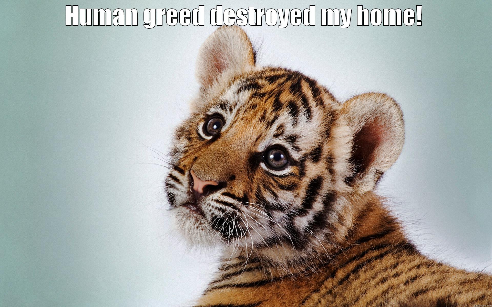 HUMAN GREED DESTROYED MY HOME!  Misc