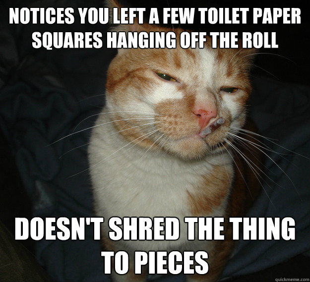 Notices you left a few toilet paper squares hanging off the roll doesn't shred the thing to pieces  Good Guy Cat