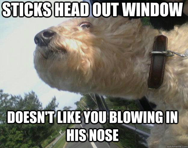 Doesn't like you blowing in his nose sticks head out window  