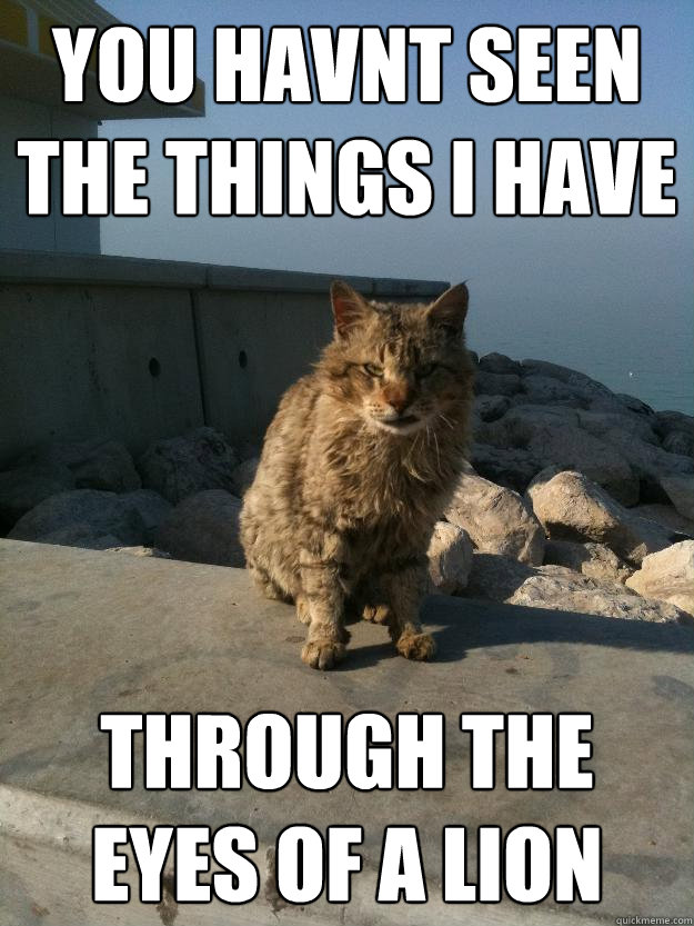 You havnt seen the things I have Through the eyes of a lion - You havnt seen the things I have Through the eyes of a lion  Bitter Cat