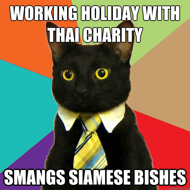 working holiday with
thai charity smangs siamese bishes  Business Cat