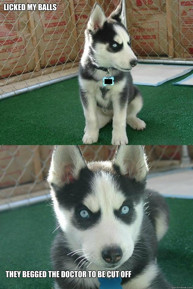 Licked my balls they begged the doctor to be cut off  Insanity puppy