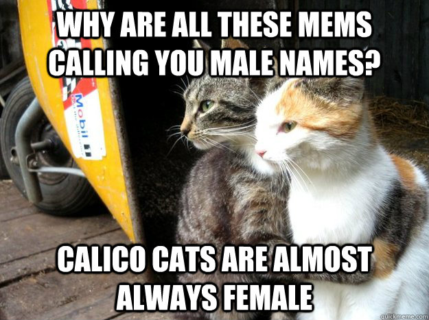 Why are all these mems calling you male names? Calico cats are almost always female - Why are all these mems calling you male names? Calico cats are almost always female  Restraining Cat