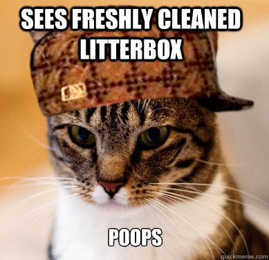 Sees freshly cleaned litterbox poops  Scumbag Cat