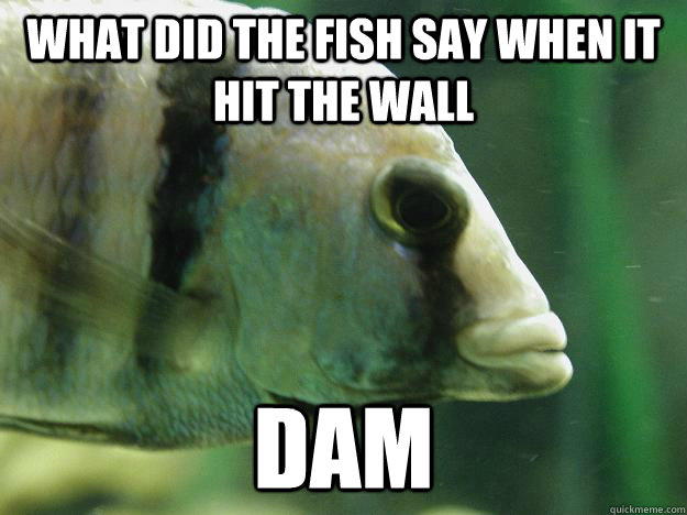 What did the fish say when it hit the wall dam - What did the fish say when it hit the wall dam  Premed Fish