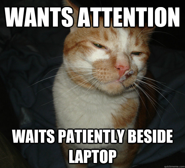 Wants attention Waits patiently beside laptop  Cool Cat Craig