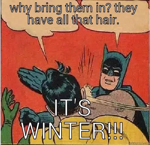 WHY BRING THEM IN? THEY HAVE ALL THAT HAIR. IT'S WINTER!!! Batman Slapping Robin