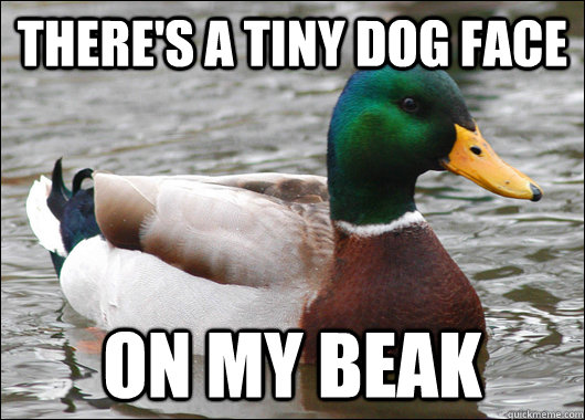 There's a tiny dog face on my beak  Actual Advice Mallard