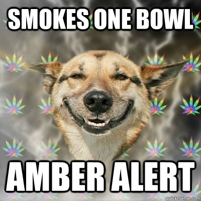 smokes one bowl amber alert  Stoner Dog