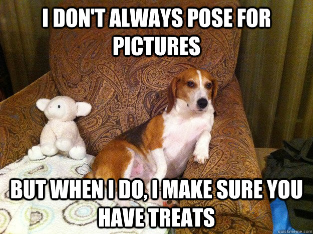 i don't always pose for pictures But when I do, I make sure you have treats  Worlds Most Interesting Beagle