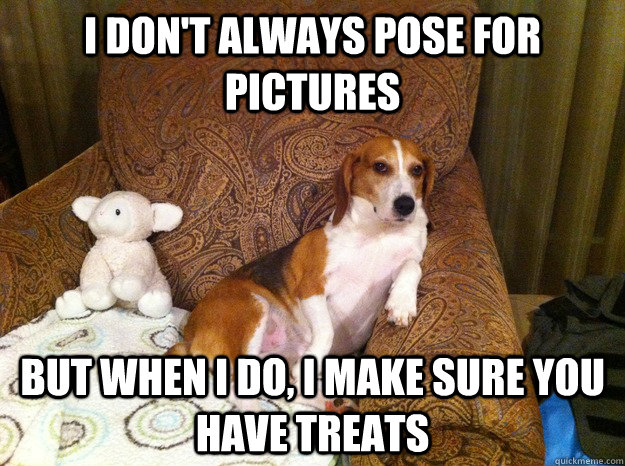 i don't always pose for pictures But when I do, I make sure you have treats - i don't always pose for pictures But when I do, I make sure you have treats  Worlds Most Interesting Beagle