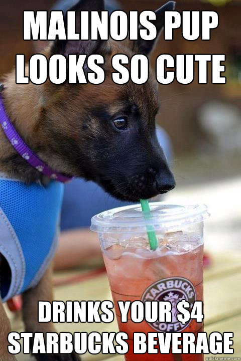 Malinois pup looks so cute Drinks your $4 Starbucks beverage - Malinois pup looks so cute Drinks your $4 Starbucks beverage  Scumbag Malinois Pup