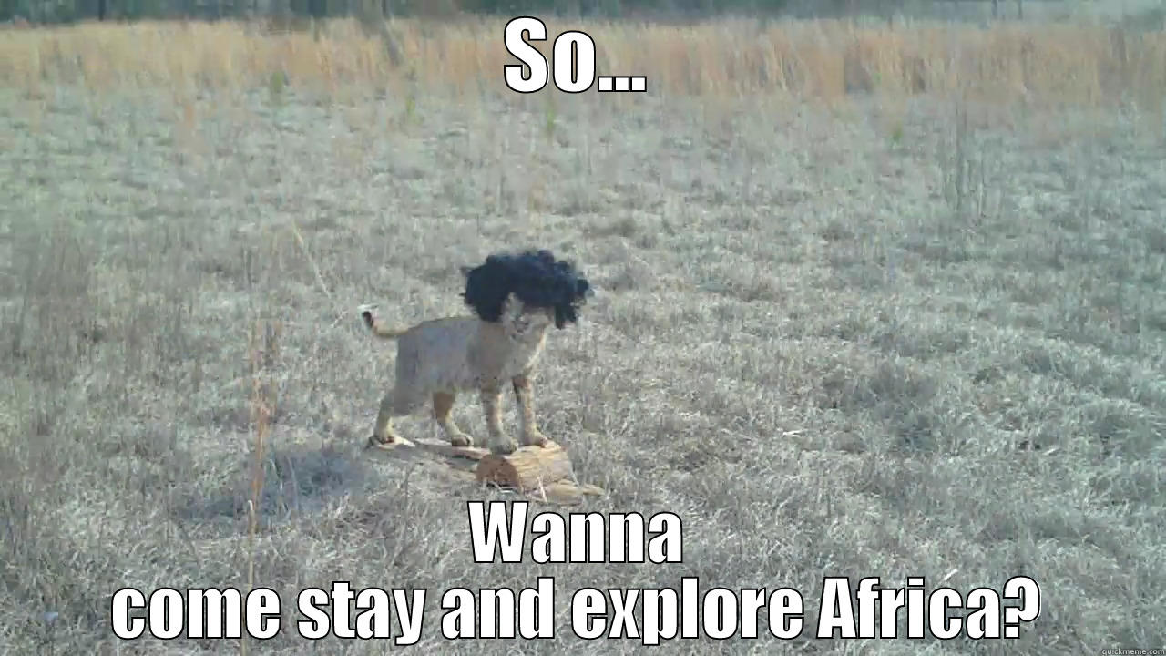 SO... WANNA COME STAY AND EXPLORE AFRICA? Misc
