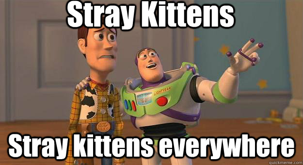 Stray Kittens Stray kittens everywhere - Stray Kittens Stray kittens everywhere  Marshmallows. Marshmallows everywhere.