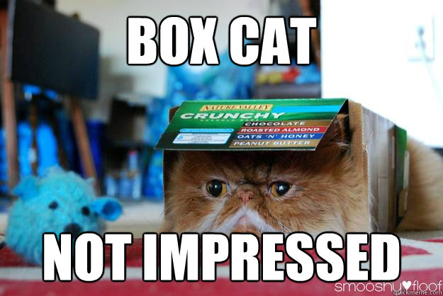 Box Cat Not Impressed  Box Cat