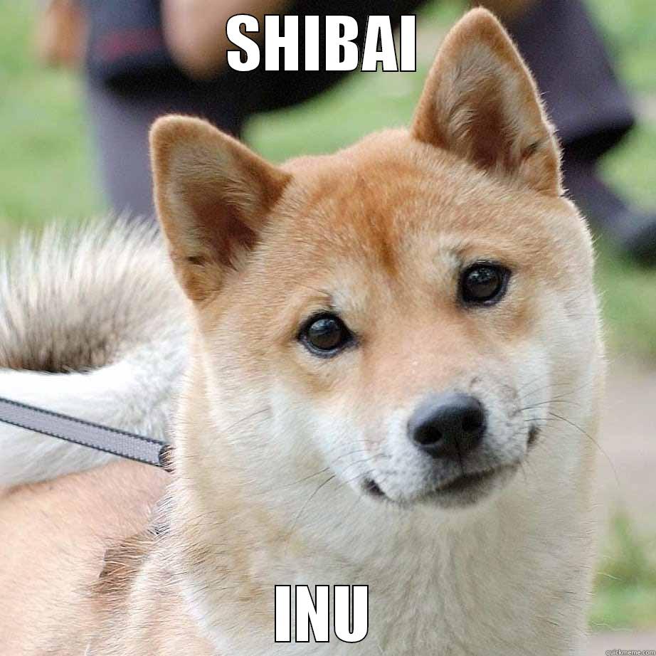 hhahaha chibaiinu - SHIBAI INU Futurama Fry