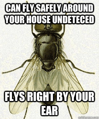 Can fly safely around your house undeteced flys right by your ear - Can fly safely around your house undeteced flys right by your ear  Fly logic