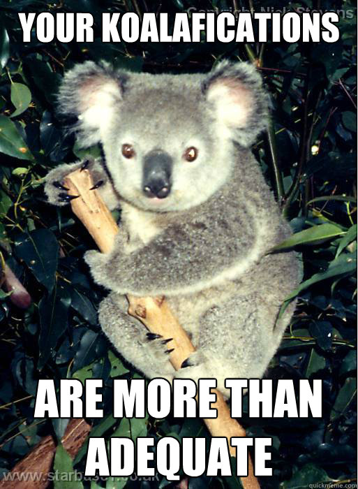 Your Koalafications are more than adequate  Koalafications Bear