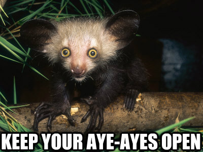 KEEP YOUR AYE-AYES OPEN  Taylor Swift