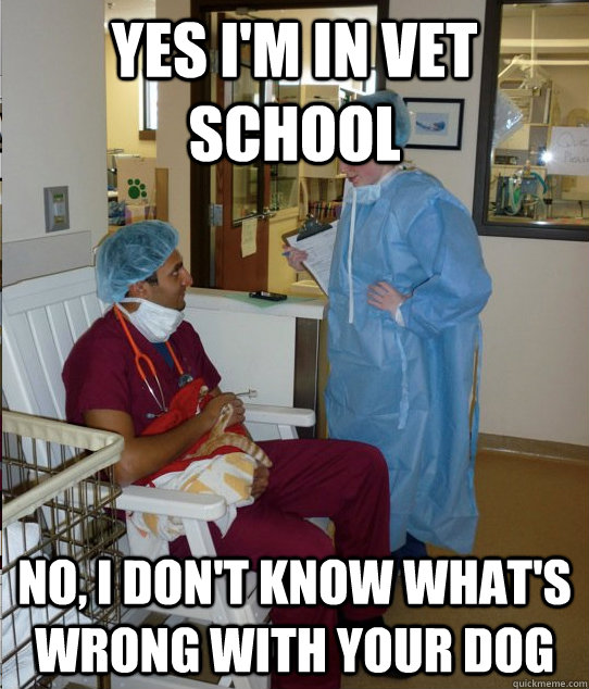 Yes I'm in vet school No, I don't know what's wrong with your dog  Overworked Veterinary Student