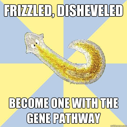 Frizzled, Disheveled become one with the gene pathway  Bio Major Planarian
