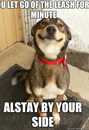 You let go of the leash for a minute alstay by your side  Good Dog Greg