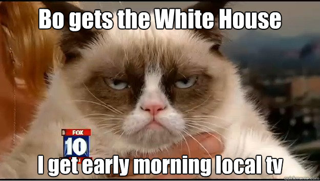 Bo gets the White House 
& all the attention  I get early morning local tv  - Bo gets the White House 
& all the attention  I get early morning local tv   Grumpy Cat Is Serious