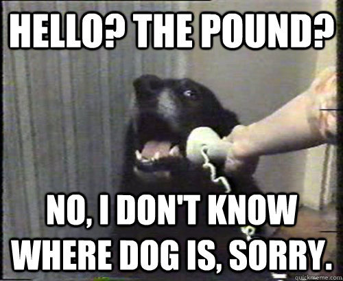 Hello? The pound? No, i don't know where dog is, sorry.  