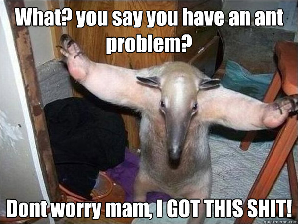 What? you say you have an ant problem? Dont worry mam, I GOT THIS SHIT!  I got this