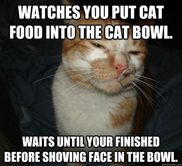 Watches you put cat food into the cat bowl. Waits until your finished before shoving face in the bowl. - Watches you put cat food into the cat bowl. Waits until your finished before shoving face in the bowl.  Cool Cat Craig