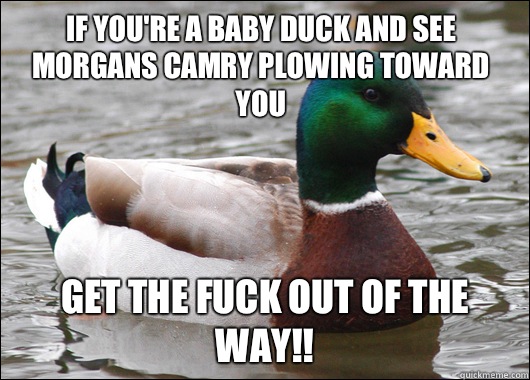 If you're a baby duck and see Morgans Camry plowing toward you Get the fuck out of the way!!  Actual Advice Mallard