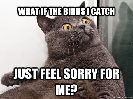 what if the birds i catch just feel sorry for me? - what if the birds i catch just feel sorry for me?  conspiracy cat