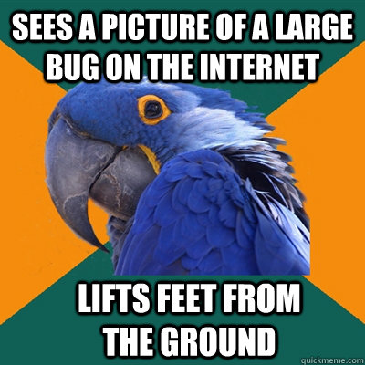 sees a picture of a large bug on the internet lifts feet from the ground  Paranoid Parrot
