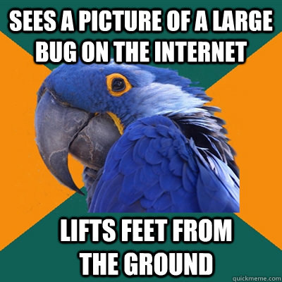 sees a picture of a large bug on the internet lifts feet from the ground  Paranoid Parrot